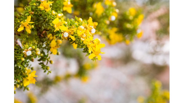 CHAPARRAL: A COMPREHENSIVE OVERVIEW